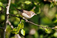 Garden Warbler - Sylvia borin, Worcestershire, May 2023