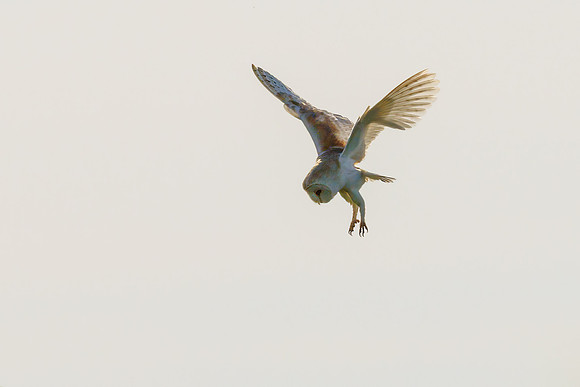 Barn Owl - Tyto alba, Yorkshire, June 2023