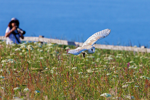 Barn Owl - Tyto alba, Yorkshire, June 2023