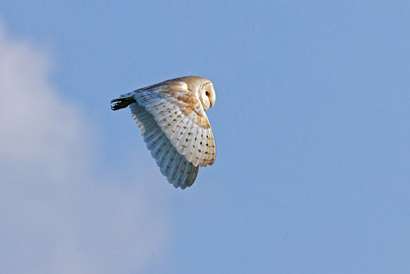 Barn Owl - Tyto alba, Yorkshire, June 2023