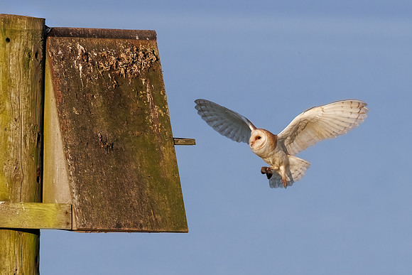 Barn Owl - Tyto alba, Yorkshire, June 2023