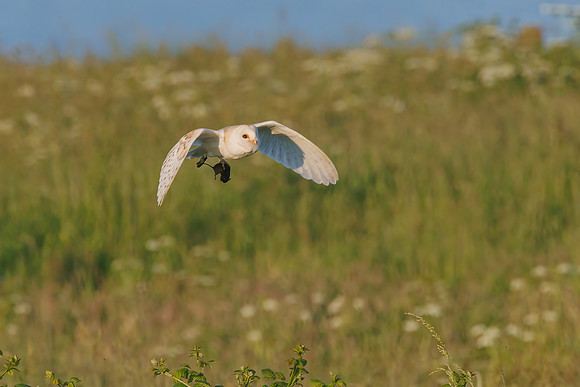Barn Owl - Tyto alba, Yorkshire, June 2023