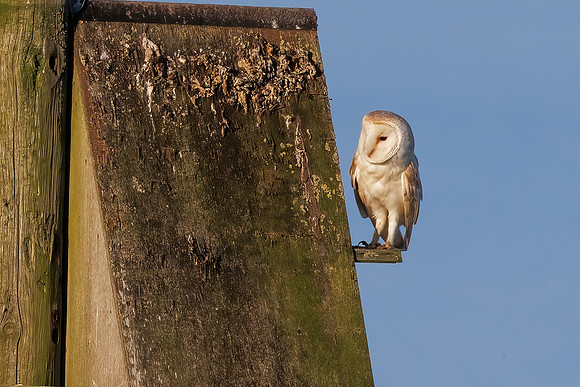 Barn Owl - Tyto alba, Yorkshire, June 2023