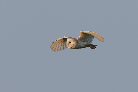 Barn Owl - Tyto alba, Yorkshire, June 2023