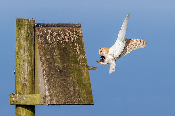 Barn Owl - Tyto alba, Yorkshire, June 2023