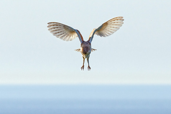 Barn Owl - Tyto alba, Yorkshire, June 2023