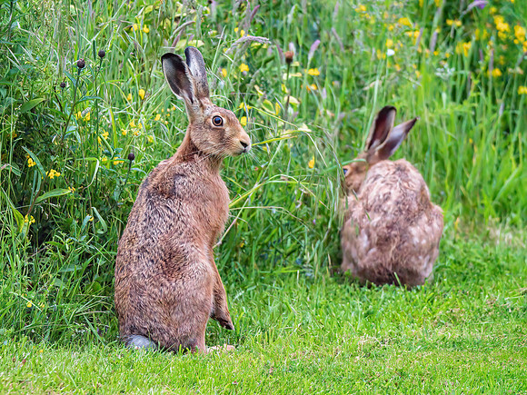 Brown Hares - Lepus europaeus, Yorkshire, June 2019