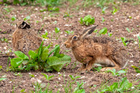 Brown Hares - Lepus europaeus, Yorkshire, June 2018
