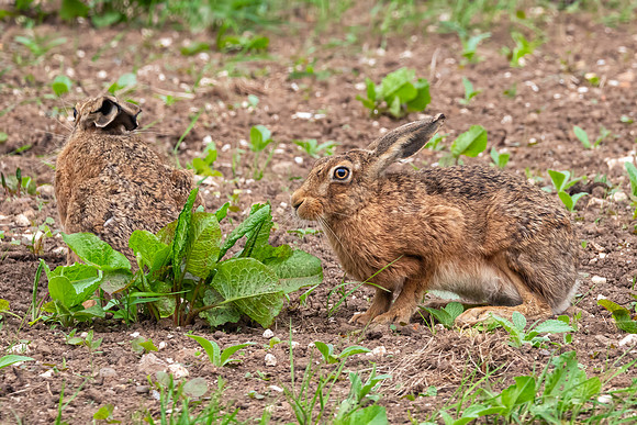 Brown Hares - Lepus europaeus, Yorkshire, June 2018