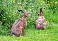 Brown Hares - Lepus europaeus , Yorkshire, June 2019