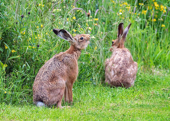 Brown Hares - Lepus europaeus , Yorkshire, June 2019
