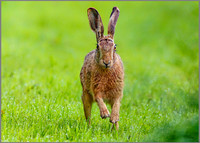 Brown Hare (Lepus europaeus), RSPB Bempton, June 2016