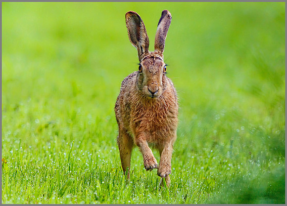 Brown Hare (Lepus europaeus), RSPB Bempton, June 2016