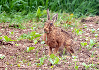 Brown Hare - Lepus europaeus, Yorkshire, June 2018