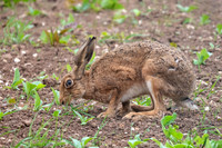 Brown Hare - Lepus europaeus, Yorkshire, June 2018