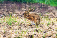 Brown Hare - Lepus europaeus, Yorkshire, June 2023