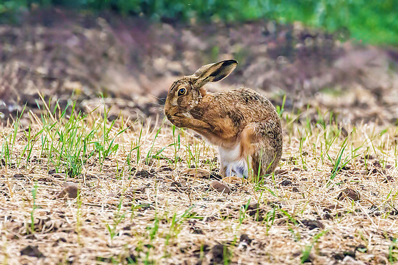 Brown Hare - Lepus europaeus, Yorkshire, June 2023