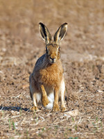 Brown Hare - Lepus europaeus, Yorkshire, June 2023