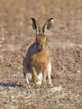 Brown Hare - Lepus europaeus, Yorkshire, June 2023