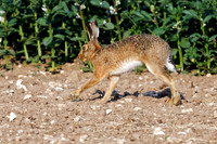 Brown Hare - Lepus europaeus, Yorkshire, June 2023
