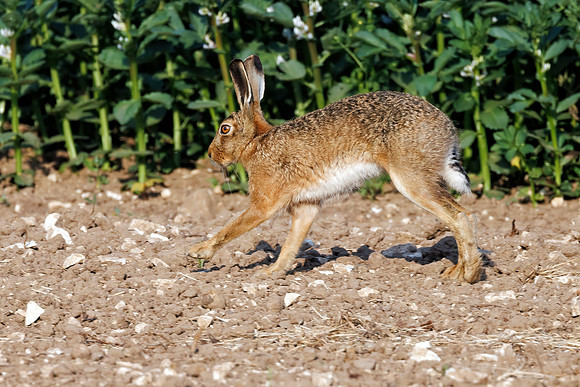 Brown Hare - Lepus europaeus, Yorkshire, June 2023