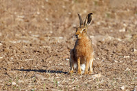 Brown Hare - Lepus europaeus, Yorkshire, June 2023