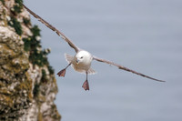 Northern Fulmar - Fulmarus glacialis, Yorkshire, June 2023