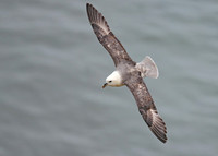 Northern Fulmar - Fulmarus glacialis, Yorkshire, June 2023