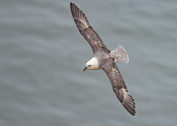 Northern Fulmar - Fulmarus glacialis, Yorkshire, June 2023