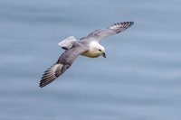Northern Fulmar - Fulmarus glacialis, Yorkshire, June 2023