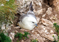 Northern Fulmar - Fulmarus glacialis, Yorkshire, June 2023