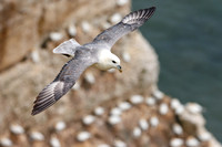 Northern Fulmar - Fulmarus glacialis, Yorkshire, June 2023
