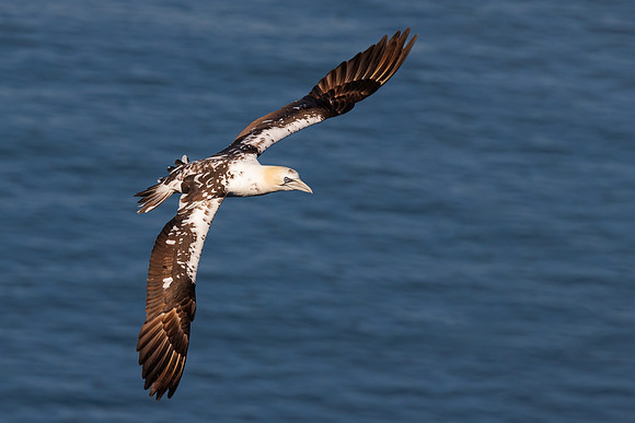Northern Gannets - Morus bassanus, June 2023_0178