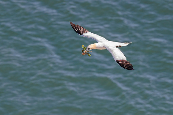 Northern Gannet - Morus bassanus, June 2023