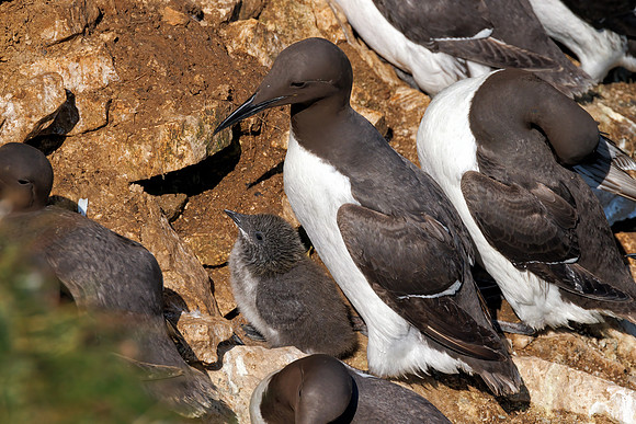 Common Guillemot - Uria aalge, Bempton Cliffs,  June 2023
