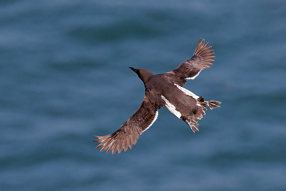 Common Guillemot - Uria aalge, Bempton Cliffs,  June 2023