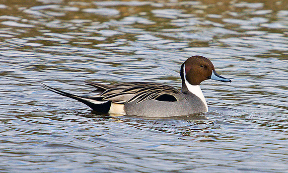 Pintail, Slimbridge, March 2011