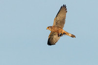 Common Kestrel - Falco tinnunculus, Yorkshire, June 2023