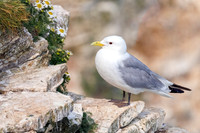 Black-legged Kittiwake - Rissa tridactyla, Yorkshire, June 2023