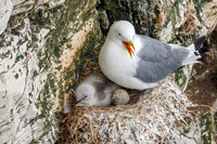 Black-legged Kittiwake - Rissa tridactyla, Yorkshire, June 2023