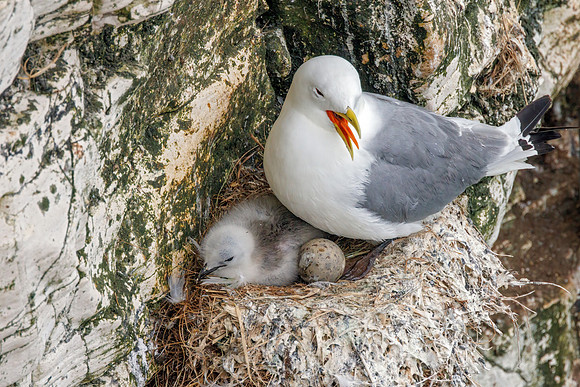 Black-legged Kittiwake - Rissa tridactyla, Yorkshire, June 2023