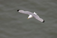 Black-legged Kittiwake - Rissa tridactyla, Yorkshire, June 2023
