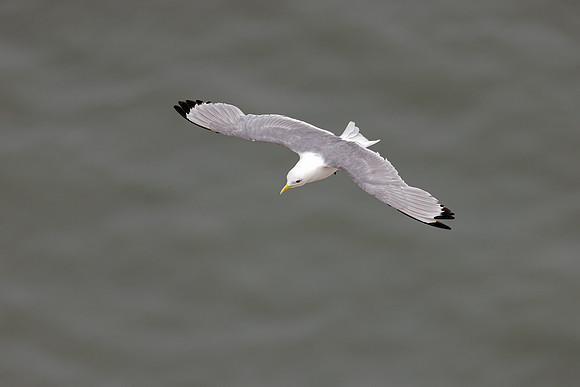Black-legged Kittiwake - Rissa tridactyla, Yorkshire, June 2023