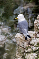 Black-legged Kittiwake - Rissa tridactyla, Yorkshire, June 2023