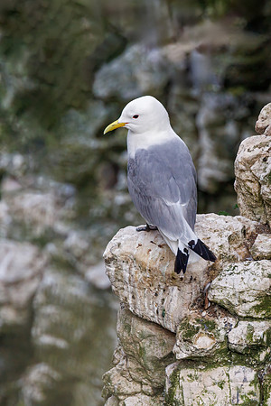 Black-legged Kittiwake - Rissa tridactyla, Yorkshire, June 2023