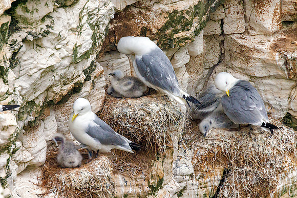 Black-legged Kittiwakes - Rissa tridactyla, Yorkshire, June 2023