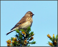 Female Linnet, Anglesey, June 2012