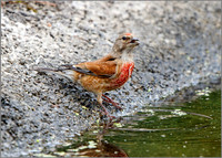 Linnet (Carduelis cannabina), Mallorca, May 2016 10052016_0730