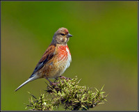 Linnet, Anglesey, June 2012