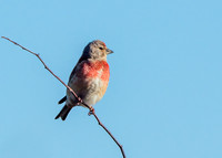 Common Linnet - Carduelis cannabina, Yorkshire, June 2019